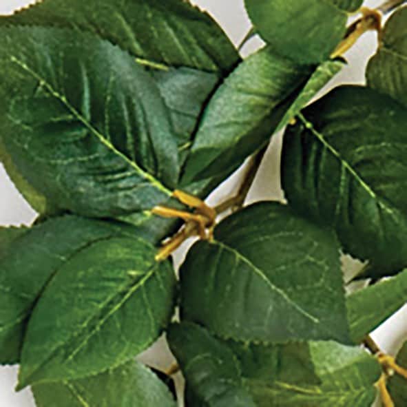 Terrarieväxt Sumatra hanging vine - 2