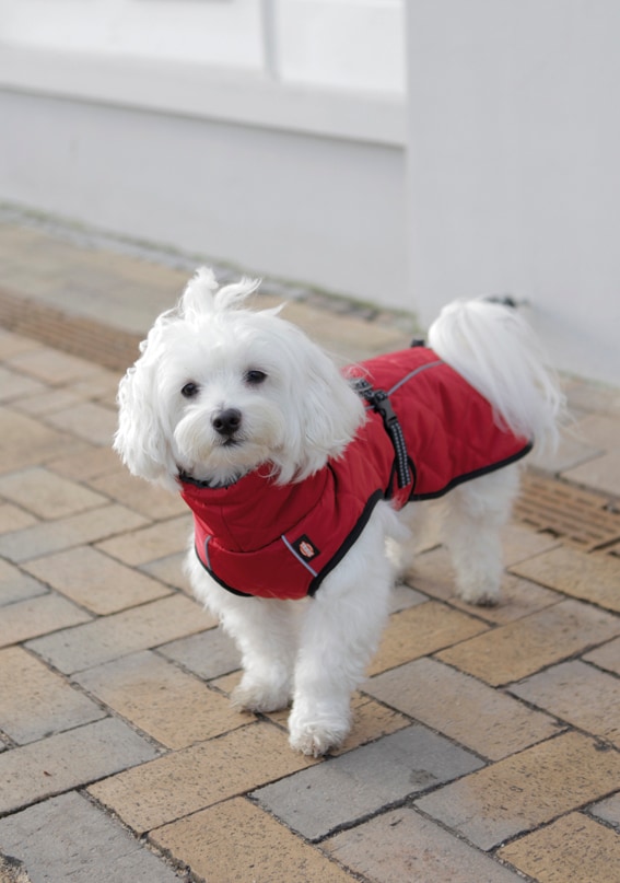 Vintertäcke Minot 30-62cm - 2