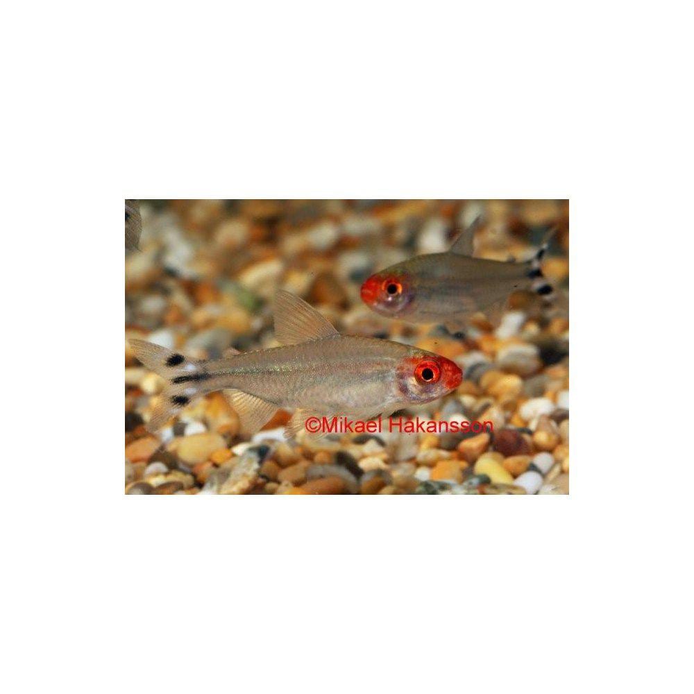 Tetra från 14,90:- - 2