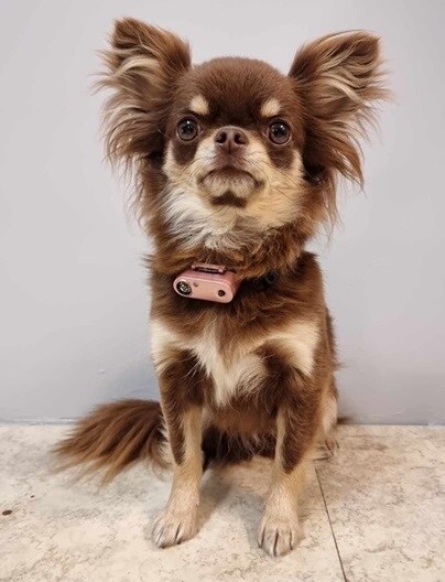 Tickless Pet Mini Rosa - 2