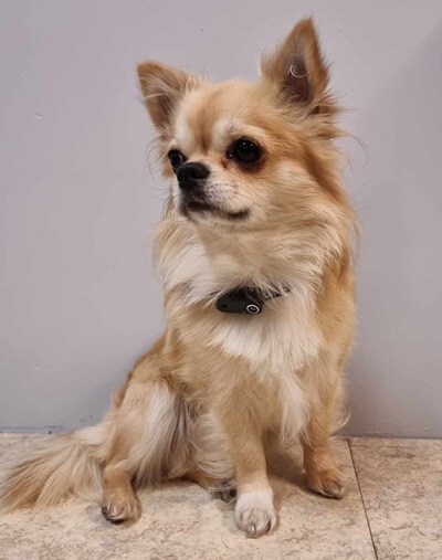 Tickless Pet Mini Svart - 2