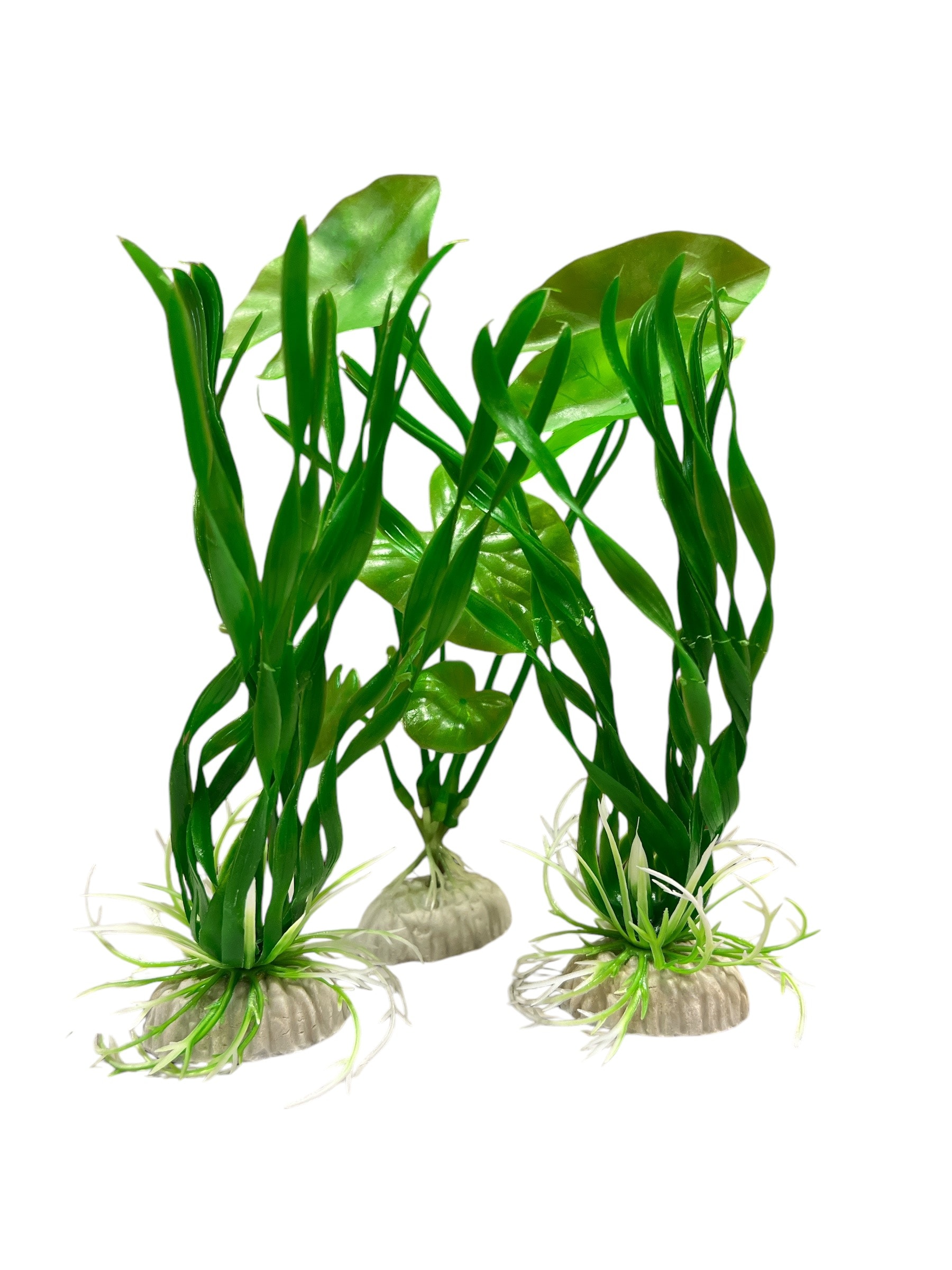 Akvarieväxt mix - 2