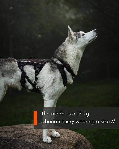 Non-Stop Rock Harness Long, flera storlekar