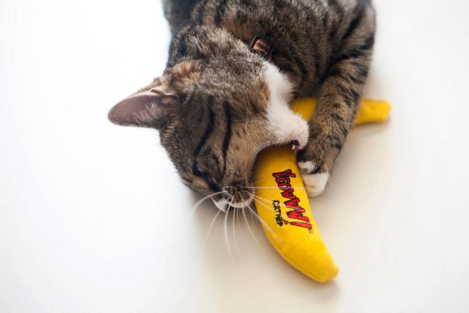 Yeowww Banan m catnip - 2