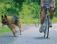 Springer Cykelfäste