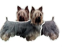 Dekal Hund medium 2-pack