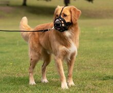 Baskerville_munkorg-Ultra_On-dog-retriever-standing_Header-Gallery_694x572