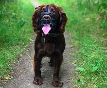 Baskerville_munkorg-Ultra_On-dog-spaniel-on-walk_Header-Gallery_694x572