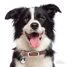 ID-bricka Border Collie