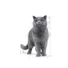 Royal Canin Våtfoder British Shorthair i sås 85gram