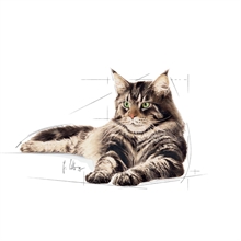 Royal Canin Våtfoder Main Coon i sås 12x85g