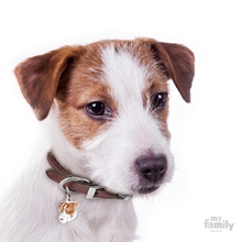 ID-bricka Jack Russel