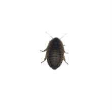 Kackerlacka Small /st