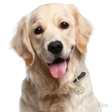 ID-bricka Golden Retriever