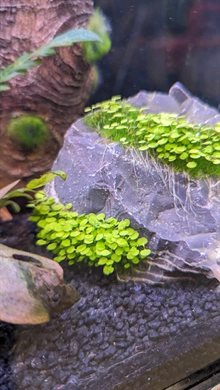 Akvariedekoration Kipouss Hålsten Medium med växtfrön