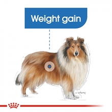 royal-canin-maxi-light-weightcare-14