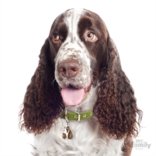 ID-bricka Springer Spaniel Brun/vit