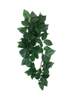 Terrarieväxt Sumatra hanging vine